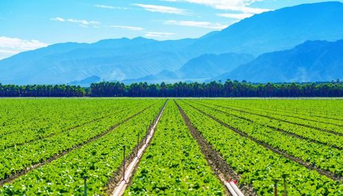 很傻很天真 兩人打賭一人舔雞屎另一人給一萬,舔過后對方卻賴賬