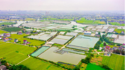 浙江平湖打造種子種苗產(chǎn)業(yè)鏈,助力農(nóng)業(yè)高質(zhì)量發(fā)展