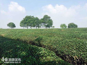 中國鄉村旅游崛起 江蘇 美麗鄉村 產業值得推薦