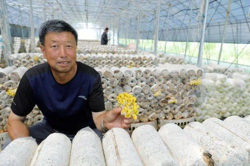 多彩菌花開滿音河岸