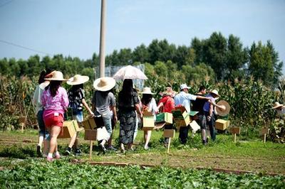 日本農業精耕細作是被逼無奈,臺灣又何嘗不是?