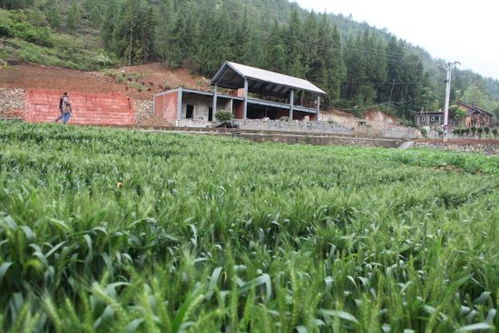 雙龍鎮大力發展生態觀光旅游農業