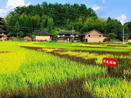 大安這片彩色水稻太神奇了 你去過嗎