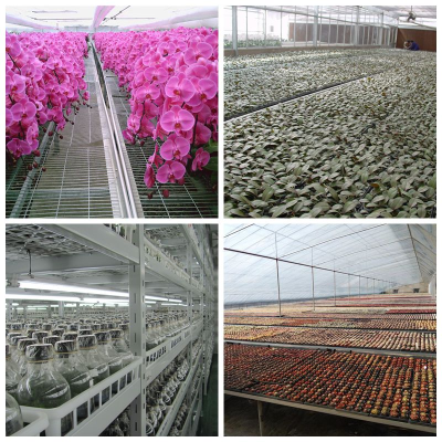 濟(jì)寧市科學(xué)技術(shù)局 縣區(qū)科技 踔厲奮發(fā) 篤行不怠--濟(jì)寧市(兗州)農(nóng)高區(qū)助力鄉(xiāng)村振興