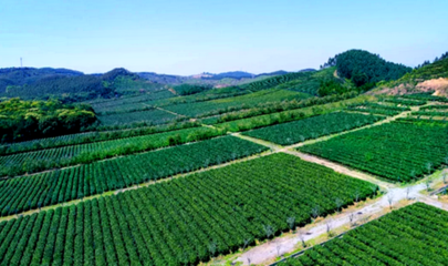 英德創(chuàng)美茶業(yè)獲&ldquo;廣東十大好春茶&rdquo;和&ldquo;廣東最美茶園&rdquo;雙項(xiàng)殊榮