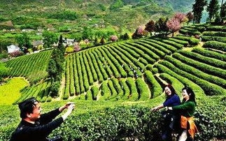 農(nóng)業(yè)陜西 示范引領(lǐng)種植業(yè)轉(zhuǎn)型