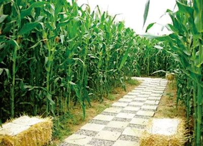 《休閑農業(yè)與鄉(xiāng)村旅游》 | 第二章 農業(yè)生產文化的開發(fā)(第一節(jié) 種植業(yè)生產文化的開發(fā) 8)