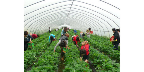 雙流草莓園價格-農游天下農業(yè)開發(fā)-雙流草莓園