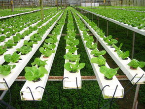 新加坡土地制度歷史沿革及土地產權制度,新加坡農業(yè)發(fā)展,新加坡土地制度改革,新加坡現(xiàn)代都市農業(yè) 專題