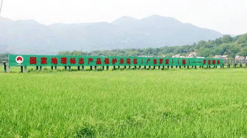 走進鄉(xiāng)野,看云浮10條鄉(xiāng)村振興示范帶建設成效