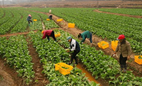 同心戰疫丨新鮮蔬果裝滿購物車,天河企業送菜展擔當