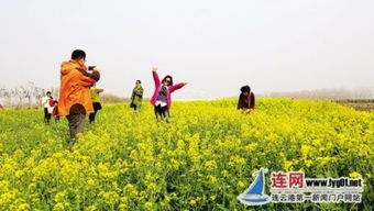 連云港云臺農場發展生態游 油菜花開醉游人