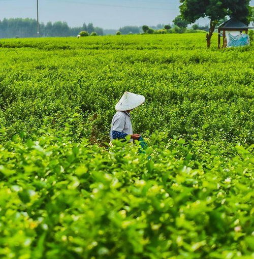 橫縣金花圣茶谷 打卡網(wǎng)紅大秋千 中華茉莉園 中國(guó)茉莉小鎮(zhèn)純玩一日