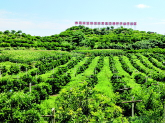 85%規模化種植,忠縣柑橘大有&ldquo;大招&rdquo;