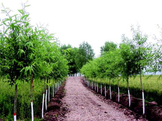 農(nóng)村經(jīng)濟發(fā)展的強大引擎和動力-回望平?jīng)鲛r(nóng)業(yè)綜合開發(fā)之路