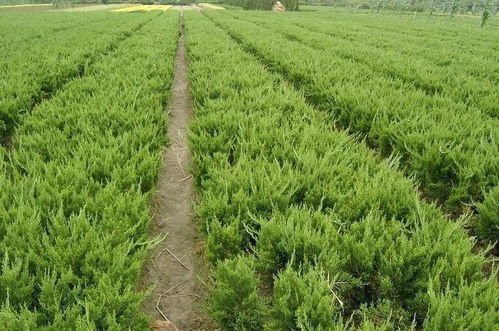 龍柏的病蟲害防治