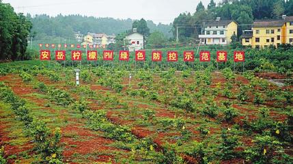 &ldquo;檸檬兄弟&rdquo;從競爭到攜手共建的背后--成渝現(xiàn)代高效特色農(nóng)業(yè)帶這樣建