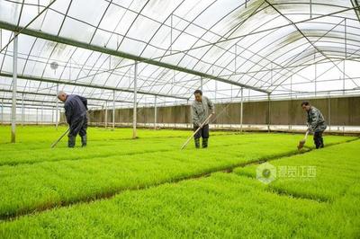 江西瑞昌:早稻管護(hù)忙 新苗滿眼綠