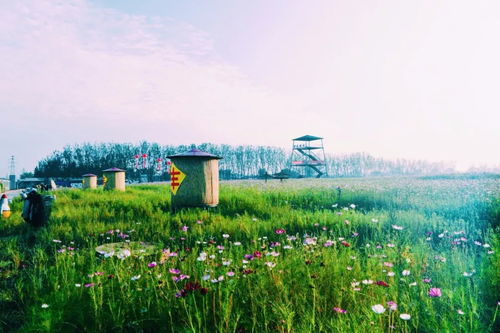 稻海織金夢，曹妃故里迎客來——記曹妃甸第二屆稻花節(jié)與農(nóng)業(yè)旅游新篇章