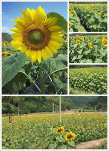 沙縣西霞村 以觀光農(nóng)業(yè)為筆，繪就特色鄉(xiāng)村旅游新畫卷