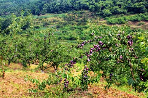 瀘縣石橋鎮(zhèn) 山溝溝里結(jié)滿“致富金果”，農(nóng)旅融合繪就鄉(xiāng)村振興新畫卷