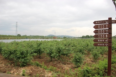 鎮(zhèn)江句容藍(lán)莓節(jié) 一顆“藍(lán)海明珠”，引爆長(zhǎng)三角農(nóng)業(yè)旅游新熱潮